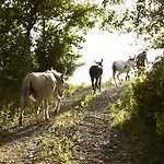 Ca' Del Ciuco Vezzano sul Crostolo