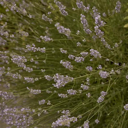 ファームステイ Ca' Del Ciuco Vezzano sul Crostolo