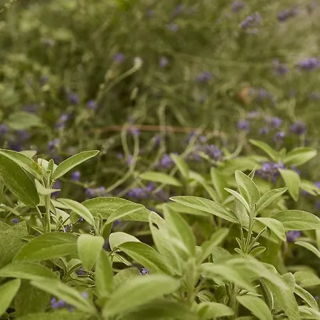 ファームステイ Ca' Del Ciuco *