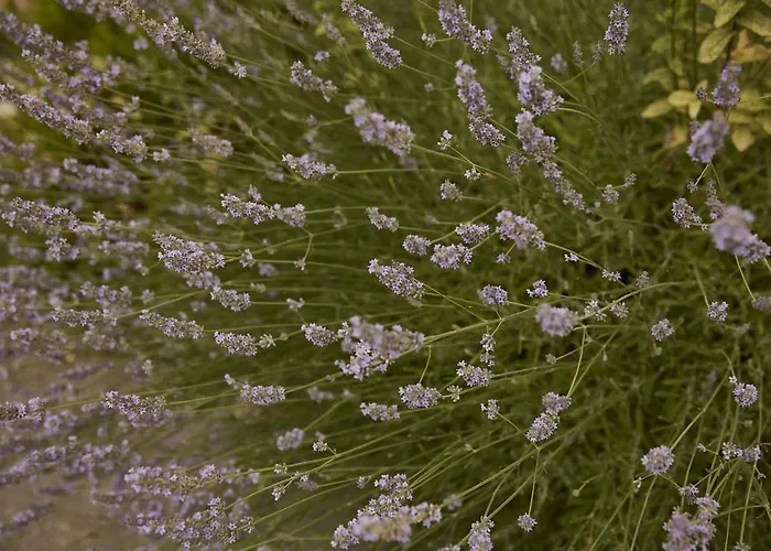 Farma Ca' Del Ciuco Vezzano sul Crostolo