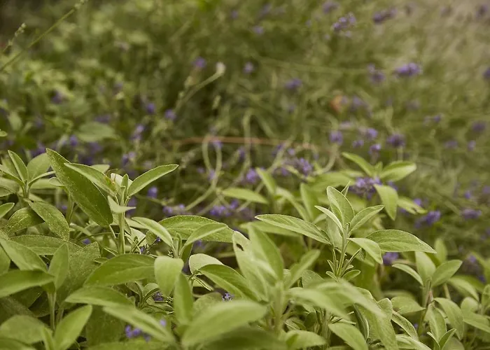 Farma Ca' Del Ciuco *